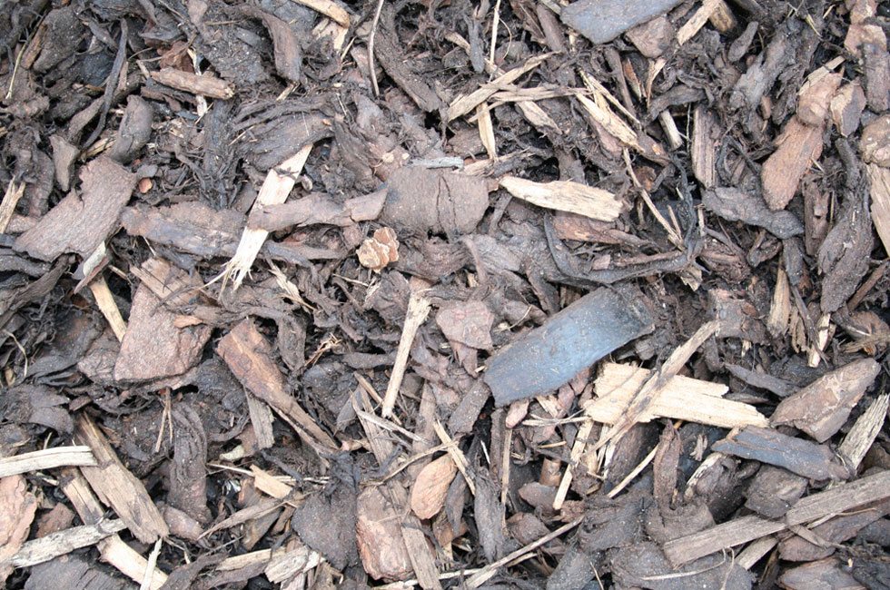 barks_medium-bark_980x650 Medium Bark