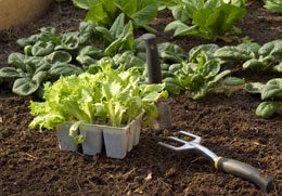 Soils, Conditioners & Composts