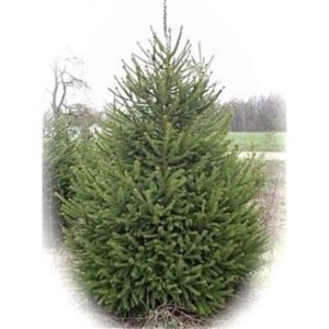 norway-spruce