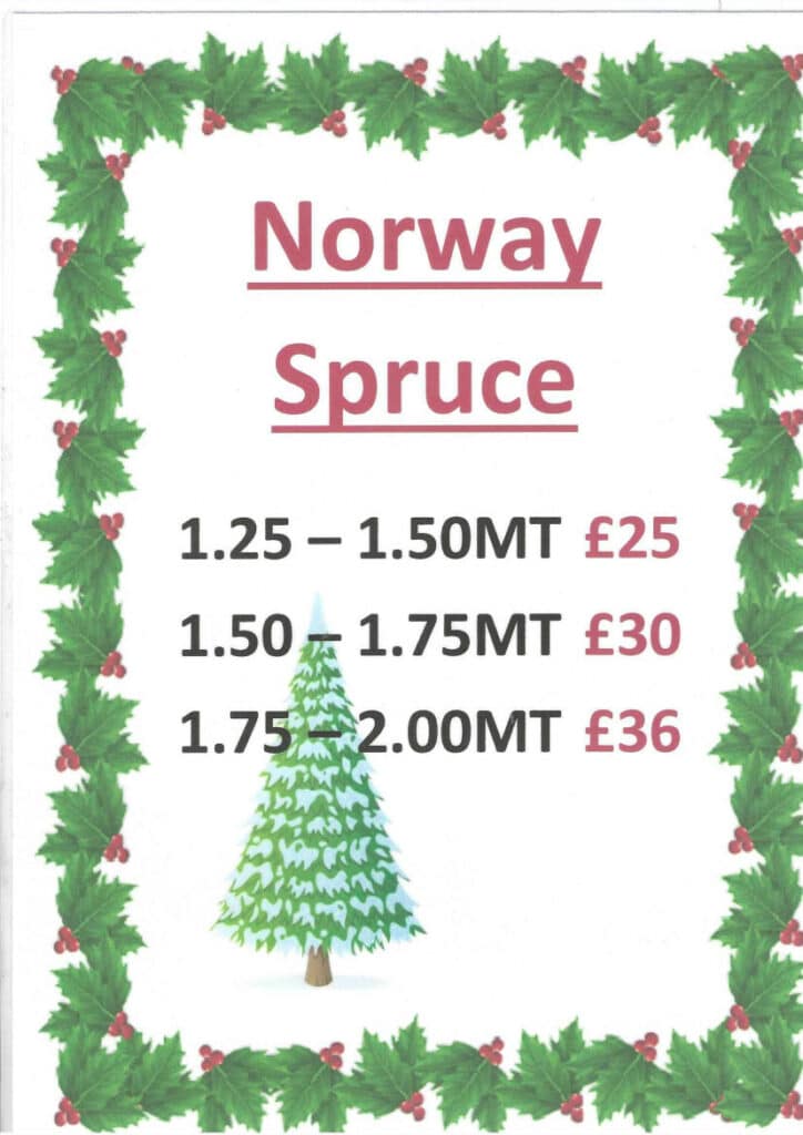 christmas trees cambridge - madingley mulch